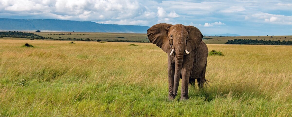 What Are the Best Safari Excursions From Mombasa?What Are the Best Safari Excursions From Mombasa