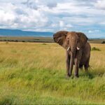 What Are the Best Safari Excursions From Mombasa?What Are the Best Safari Excursions From Mombasa