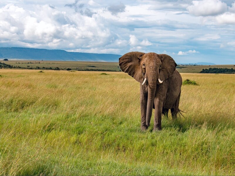 What Are the Best Safari Excursions From Mombasa?What Are the Best Safari Excursions From Mombasa