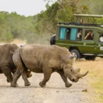 What Are the Best Safari Itineraries for Masai Mara