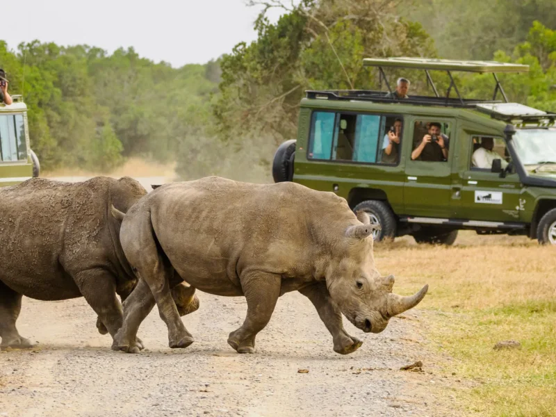What Are the Best Safari Itineraries for Masai Mara
