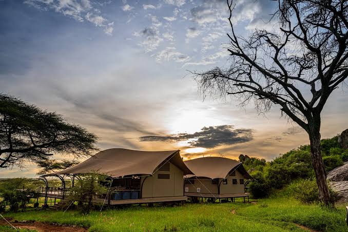 What Are the Best Safari Parks for Family Holidays