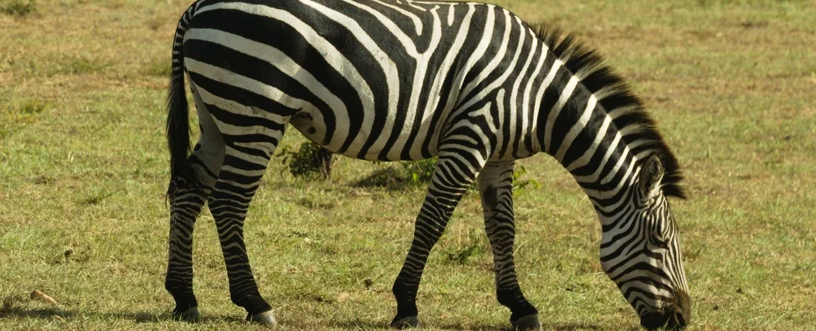 What Are the Best Samburu Safari Packages