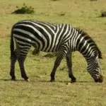 What Are the Best Samburu Safari Packages