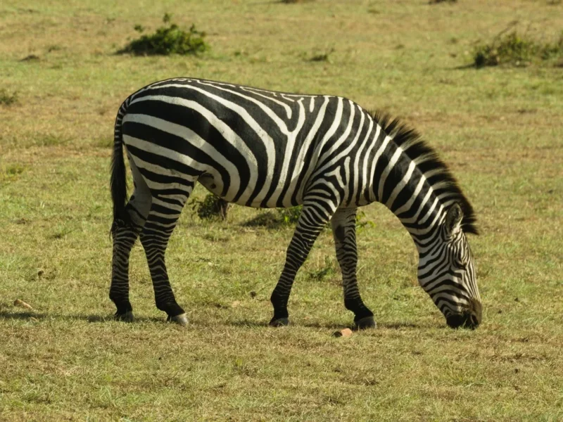 What Are the Best Samburu Safari Packages