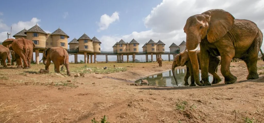 What Are the Best Tsavo Safari Tours