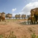 What Are the Best Tsavo Safari Tours