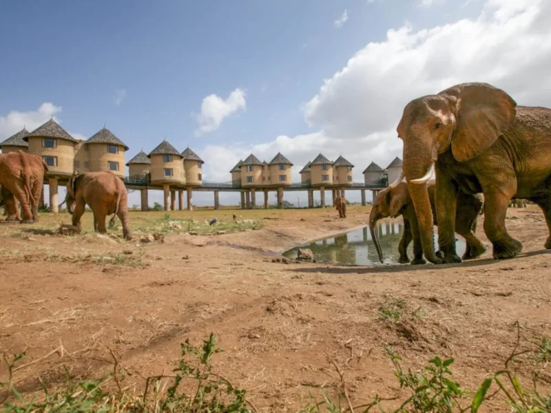 What Are the Best Tsavo Safari Tours
