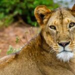What Are the Best Wildlife Reserves in Kenya?