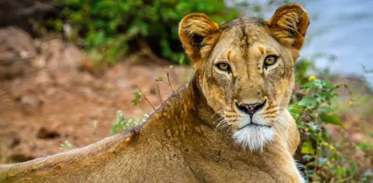 What Are the Best Wildlife Reserves in Kenya?