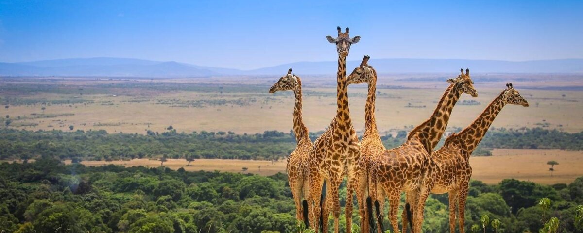 What Are the Best Wildlife Tours in Kenya