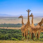 What Are the Best Wildlife Tours in Kenya