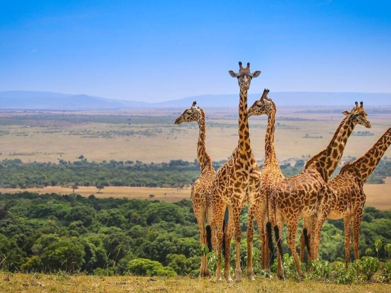 What Are the Best Wildlife Tours in Kenya