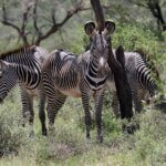 What Are the Samburu Special Five