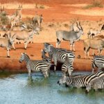 What Is Special About Tsavo National Park