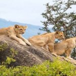 What-Is-the-Average-Kenya-Safari
