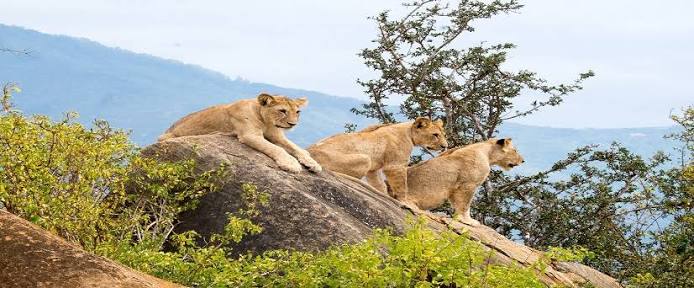 What-Is-the-Average-Kenya-Safari