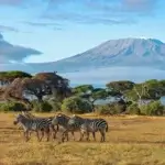 What Is the Best 3-Day Kenya Safari