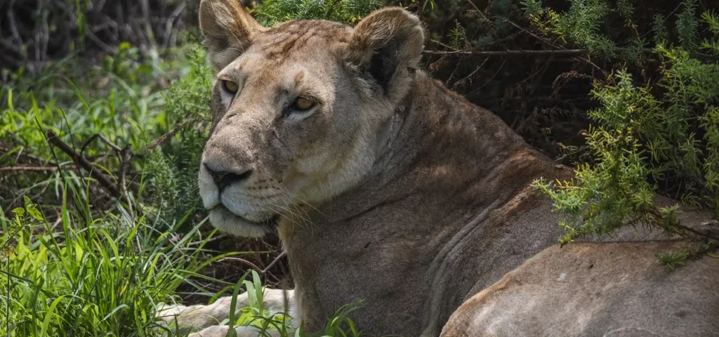 What Is the Best 5-Day Kenya Safari