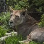 What Is the Best 5-Day Kenya Safari