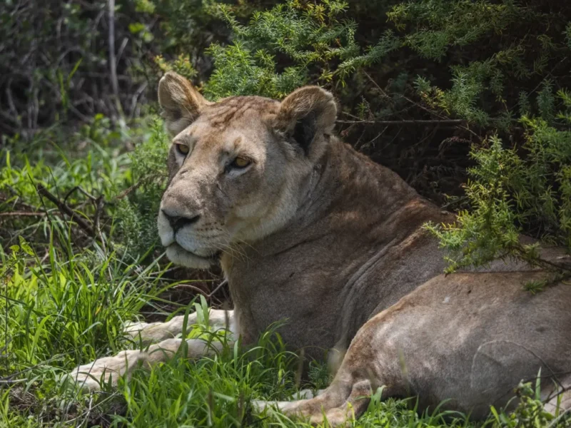 What Is the Best 5-Day Kenya Safari