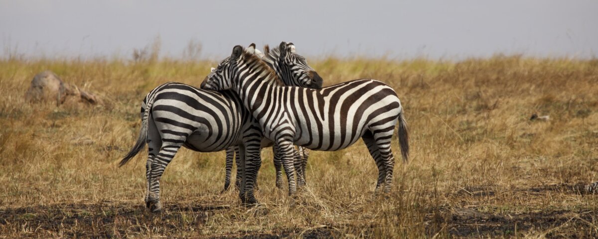 What Is the Best Budget Safari in Rwanda