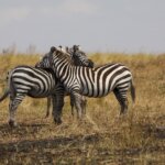 What Is the Best Budget Safari in Rwanda