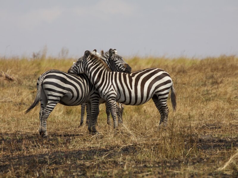 What Is the Best Budget Safari in Rwanda