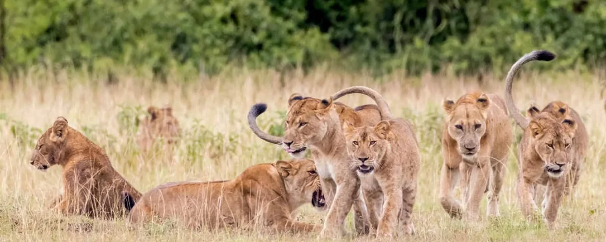What Is the Best Family Safari in Rwanda
