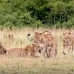 What Is the Best Family Safari in Rwanda