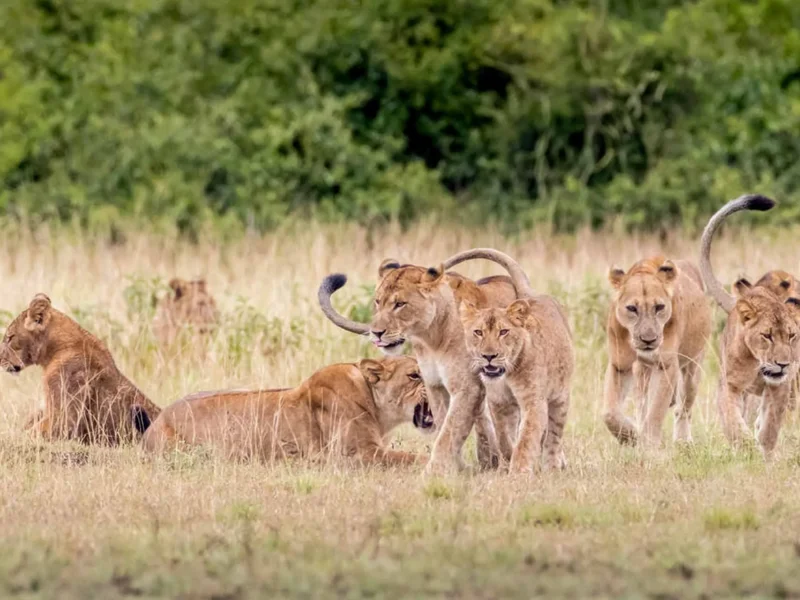 What Is the Best Family Safari in Rwanda