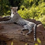What Is the Best Kenya Safari for Photographers?