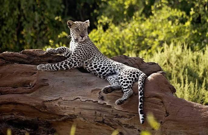 What Is the Best Kenya Safari for Photographers?
