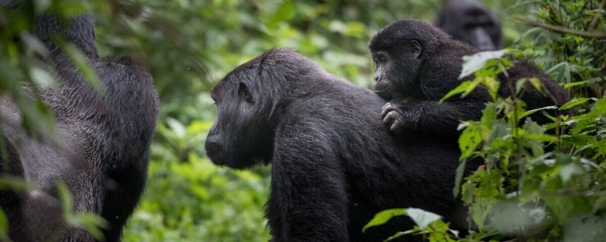 What Is the Best Rwanda Safari for Couples