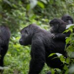 What Is the Best Rwanda Safari for Couples