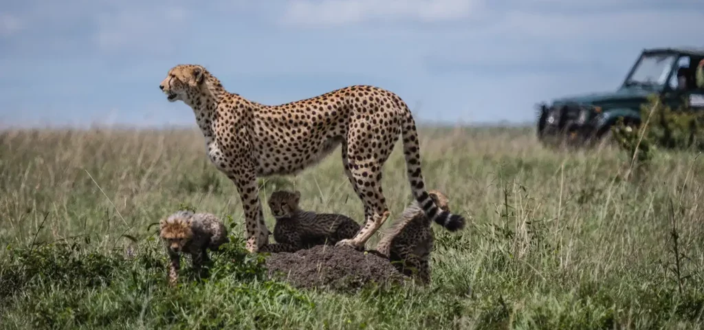 What Is the Cheapest Month for Kenya Safari