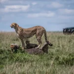 What Is the Cheapest Month for Kenya Safari