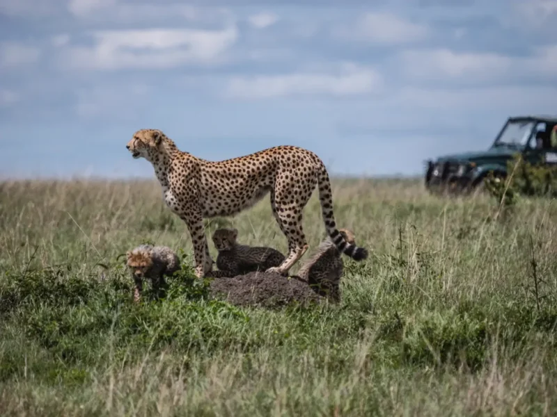 What Is the Cheapest Month for Kenya Safari