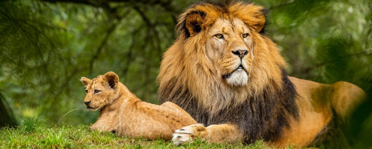 What Is the Cheapest Rwanda Safari Package