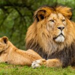 What Is the Cheapest Rwanda Safari Package
