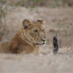 What Is the Difference Between Fly-In and Road Safaris