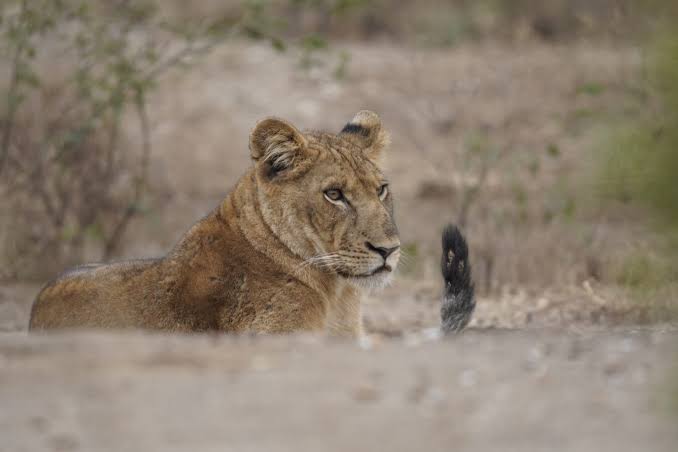 What Is the Difference Between Fly-In and Road Safaris