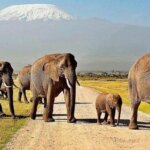 What Is the Weather Like in Kenya Safari Parks?