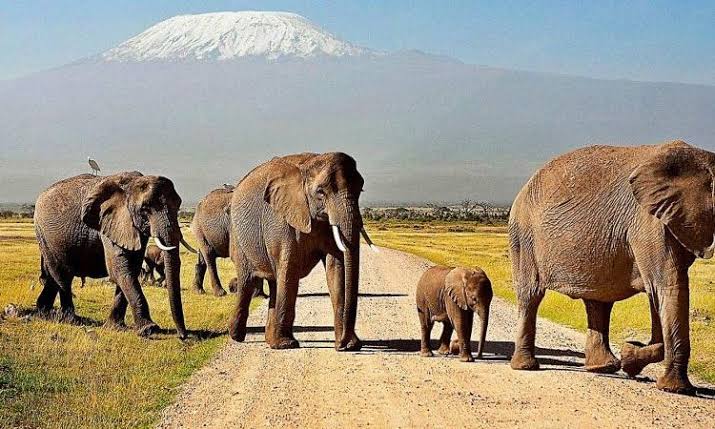 What Is the Weather Like in Kenya Safari Parks?