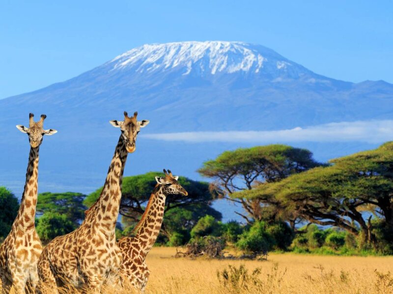 What Makes Amboseli Famous
