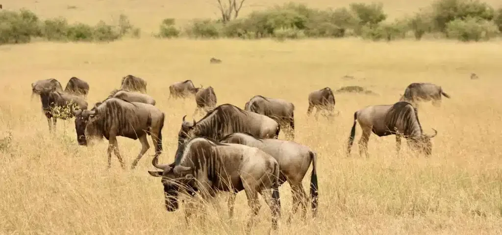 What are the Best Kenya Safari Tours with Local Guides