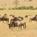 What are the Best Kenya Safari Tours with Local Guides
