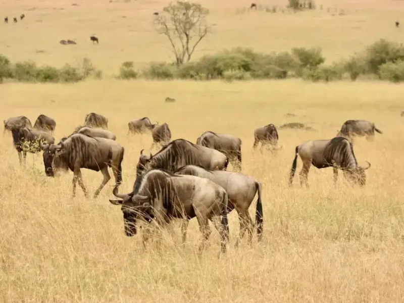 What are the Best Kenya Safari Tours with Local Guides