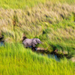 What are the Best Safari Destinations for Wildlife Enthusiasts