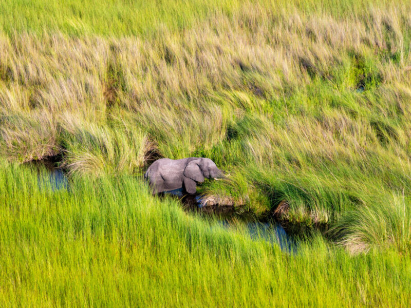 What are the Best Safari Destinations for Wildlife Enthusiasts